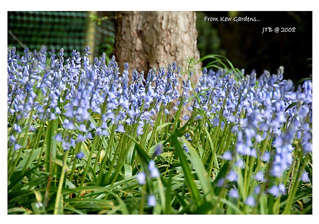 Kew Garden