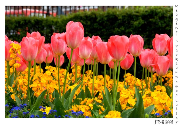 Pink Tulips