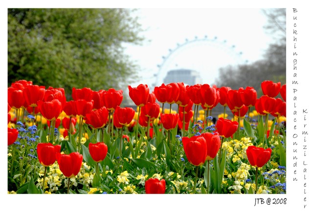 Tulips