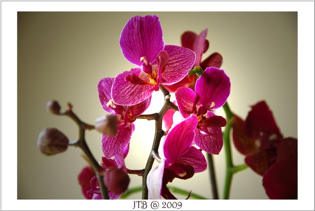 My Orchids 1