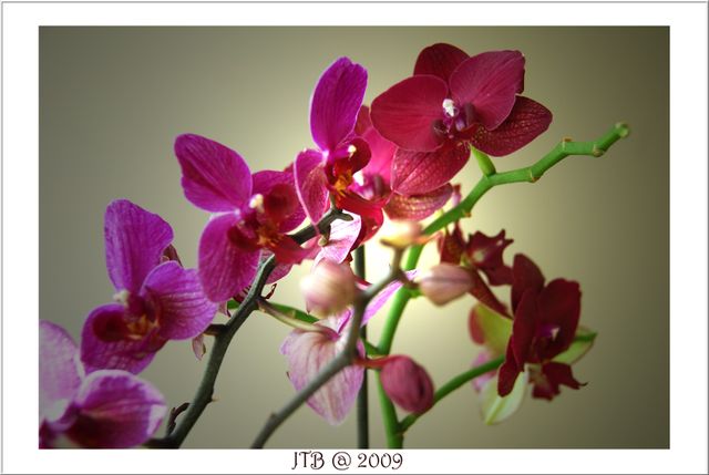 My Orchids