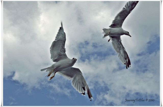 Seagulls