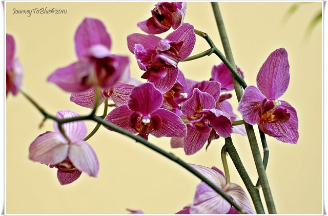 Orchids 1