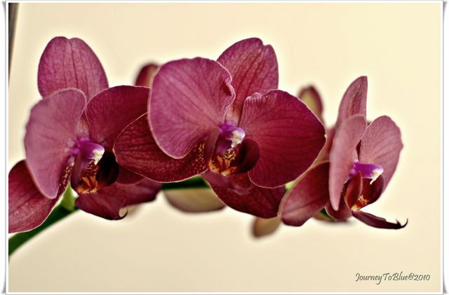 Orchids