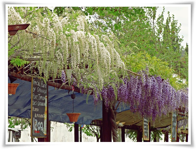 flowers-granada-01