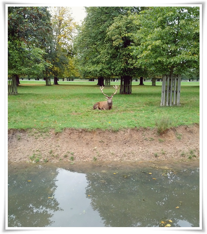 bushy-park-red-deer